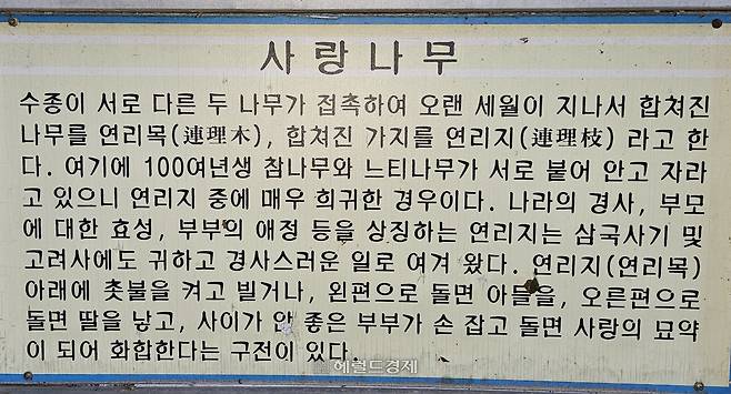 은해사 사랑나무 설명 안내판