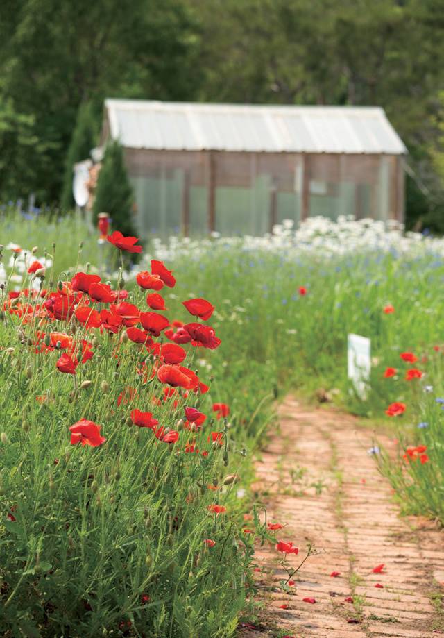 정원의 꽃과 허브는 치유 활동의 재료로 쓰임이 높지만 자연스럽게 치유에 이르게 하는 환경적 요소로도 중요한 역할을 한다.