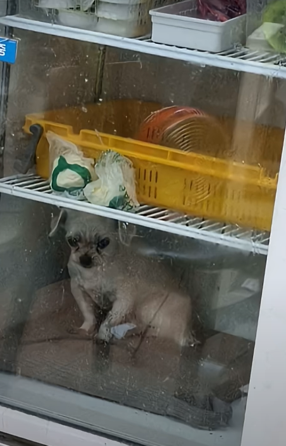 부산의 한 식당에 있는 냉장고 안에서 강아지가 있는 모습이 포착돼 논란이다. 동물권단체 ‘케어’ 유튜브 캡처