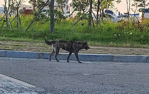 전남 여수 도심 곳곳에 출몰한 야생 들개. (사진=뉴스1)
