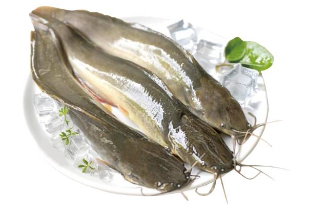 메기 / 사진 = 해양수산부