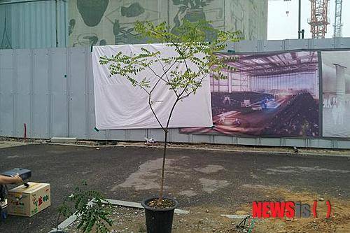 【광주=뉴시스】배상현 기자 = 지난 2012년 태풍 볼라벤의 피해로 고사한 옛 전남도청 앞 회화나무와 유전자가 동일한 후계목. 광주시는 오는 30일  5·18민주광장 내 회화나무 소공원 내에서 후계목을 심는 행사는 갖는다.  지난해 10월 유전자 검사결과 DNA가 일치해 모계(母系)관계가 확인된 후계목은 광주 북구 우산동의 한 시민이 5년전 회화나무 밑에 자라나는 어린 묘목을 발견해 관리해 오다가 회화나무 고사 소식에 기증했다. 2014.10.27 (사진=광주시 제공) photo@newsis.com