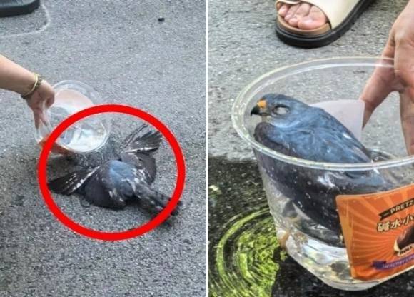 지난달 4일(현지시간) 중국 후베이성(省) 우한의 아스팔트 도로 위에서 기절한 채 쓰러져 있던 새가 주민의 도움으로 의식을 회복하고 있다. 웨이보 캡처