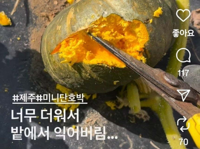제주볼레섬농장 인스타그램