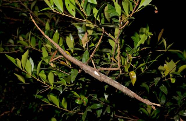 호주 제임스쿡 대학 연구팀이 발견한 신종 대벌레. 제임스쿡대 홈페이지 캡처