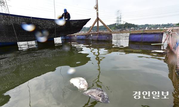 지난 1일 오후 인천시 옹진군 영흥면의 한 낚시터에서 국내산 돌돔이 더위를 못 버티고 폐사해 있다. 2025.8.1 /조재현기자 jhc@kyeongin.com