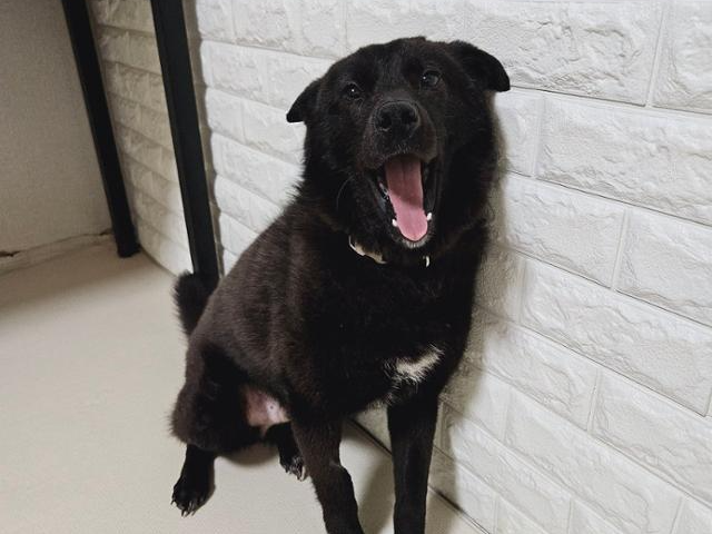 산책도 잘하고, 다른 개 친구들과도 잘 지내는 준비된 반려견 맹고. 동물과함께행복한세상 제공