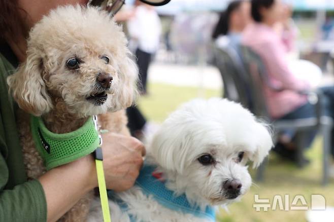 [안양=뉴시스] '2025 반려동물 사랑나눔 축제' 참가 강아지들.  기사 내용과 무관. (사진=안양시 제공).