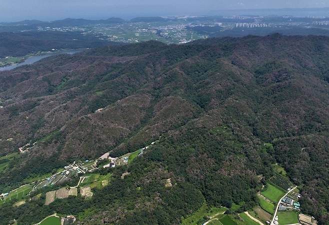 지난 몇 년 동안 포항시 남구 호미 반도를 삼킨 소나무 재선충병이 장기면 일대와 북구 기계면, 신광면 일원까지 광범위하게 확산하고 있다. 2일 오후 포항시 북구 신광면 재선충 발생 현장. 지역의 명산인 비학산에 재선충이 확산하는 가운데 맞은편 야산 전체가 감염된 상태이다. /이용선기자 photokid@kbmaeil.com