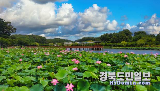 연호 호수에 만개한 연꽃.