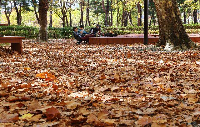 부산시민공원을 찾은 시민들이 낙엽이 쌓인 기억의 숲에서 책을 읽으며 여유로운 휴일을 보내고 있다. 정종회 기자 jjh@