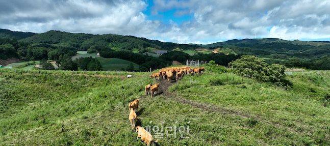 강원도 평창 한우연구센터는 900여 마리의 한우를 직접 기르며 산학 현장을 넘나드는 실용적 연구가 한창이다. 센터에서 키우는 소들이 방목장에서 이동하고 있다. ⓒ데일리안 배군득 기자