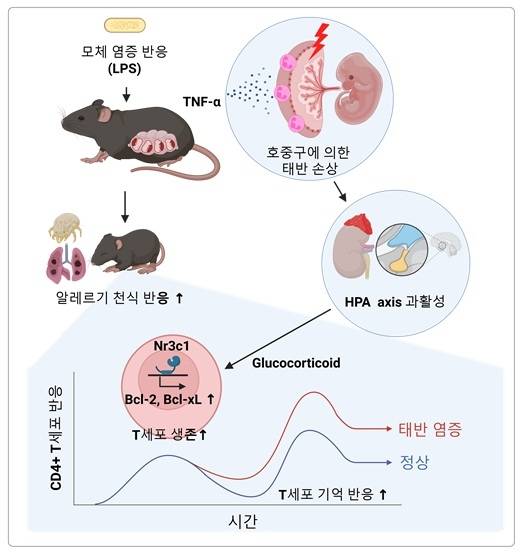 모체 염증 반응이 소아 알레르기 면역 반응을 증가시키는 기전 모식도