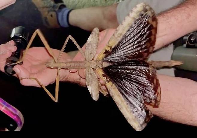 호주에서 발견된 신종 곤충 '아크로필라 알타'. 사진=앵거스 에모트