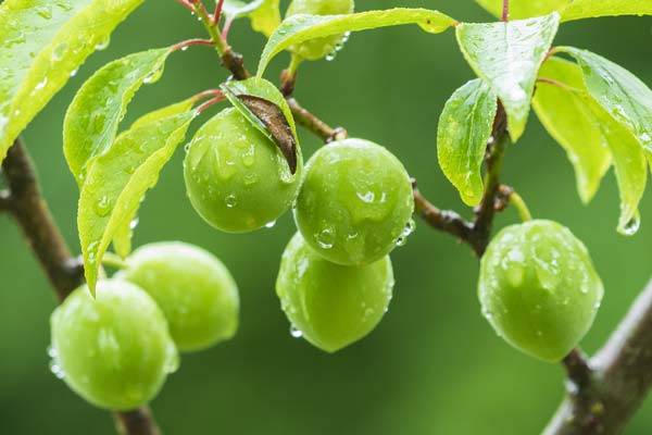 클립아트코리아