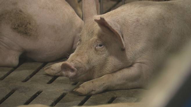 제주지역 양돈장