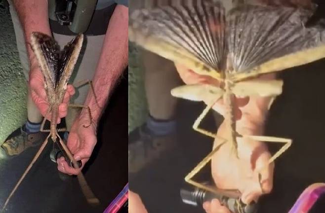 호주에서 길이 40cm 초대형 신종 벌레가 발견돼 화제다. [사진출처 = 호주ABC뉴스, 엑스]