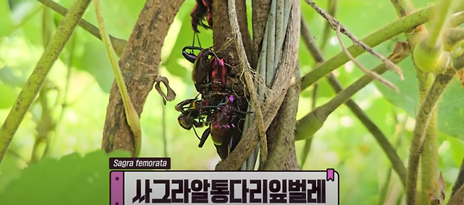 국내 최초로 남해안 지역에서 포착된 외래해충 사그라알통다리잎벌레 [사진 = 유튜브 TV 생물도감 갈무리]