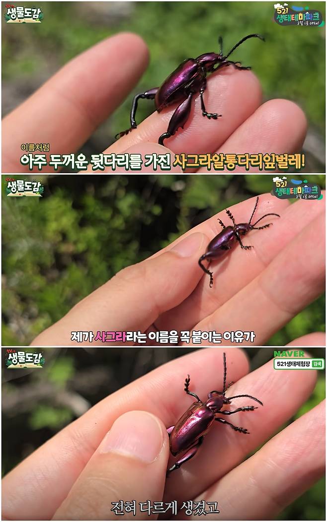 일본, 대만 등에서 골칫거리로 떠오른 해충이 남해안 일대에서 발견돼 우려가 커진다. 이 해충은 알통다리잎벌레 일종인 '사그라페모라타'(sagra femorata다./사진=유튜브 'TV생물도감' 화면 캡처