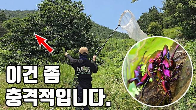 한국에 정착한 적 없던 외래 곤충이 최초로 대량 서식하는 장면이 포착된 것으로 전해졌다. /사진=TV생물도감 유튜브 캡처