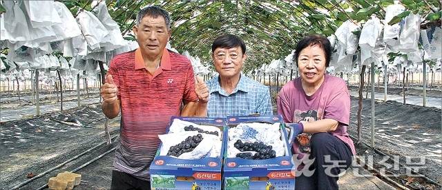 한기연 경기 화성 송산농협 조합장(가운데)과 진성희(왼쪽)·함정윤씨 부부가 올해 첫 출하에 나선 송산 포도를 들어 보이고 있다.