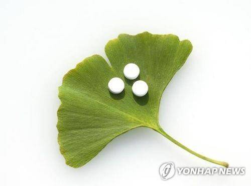 은행잎 추출물 [게티이미지뱅크 제공]