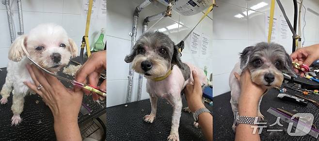 인천 강화 번식장에서 구조한 강아지들(동물보호단체 제공) ⓒ 뉴스1