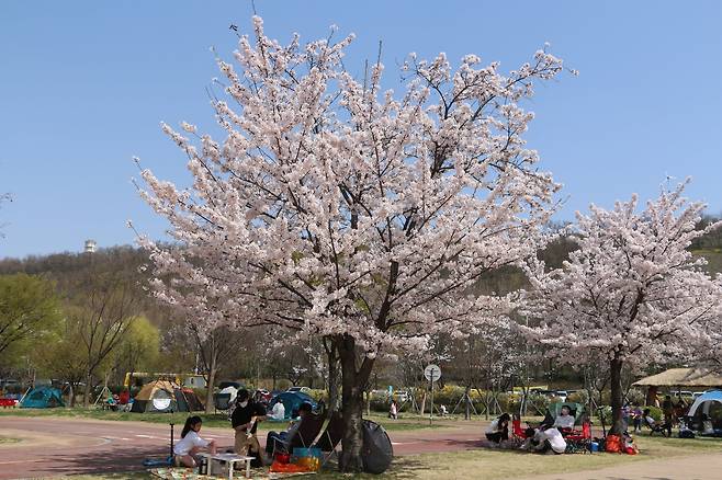 꽃이 만개한 왕벚나무.