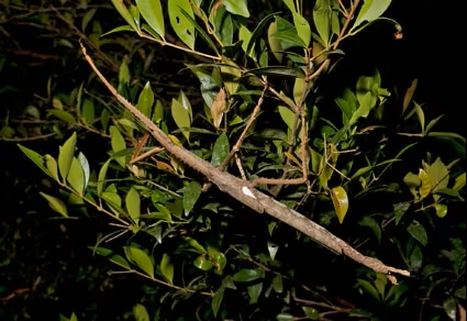 호주 퀸즐랜드 고산림에서 길이 40㎝, 무게 44g에 달하는 신종 대형 곤충이 발견됐다. 학계는 진화와 생물다양성 연구의 새로운 단서로 주목하고 있다. 호주에서 새로 발견된 대벌레인 ‘아크로필라 알타’의 모습 ⓒ뉴스1