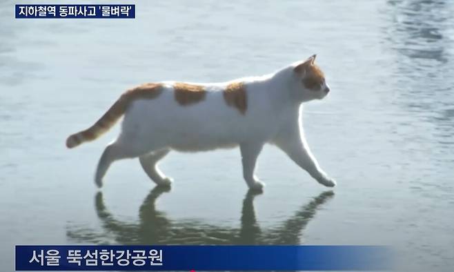 엠비엔(MBN) 유튜브 갈무리