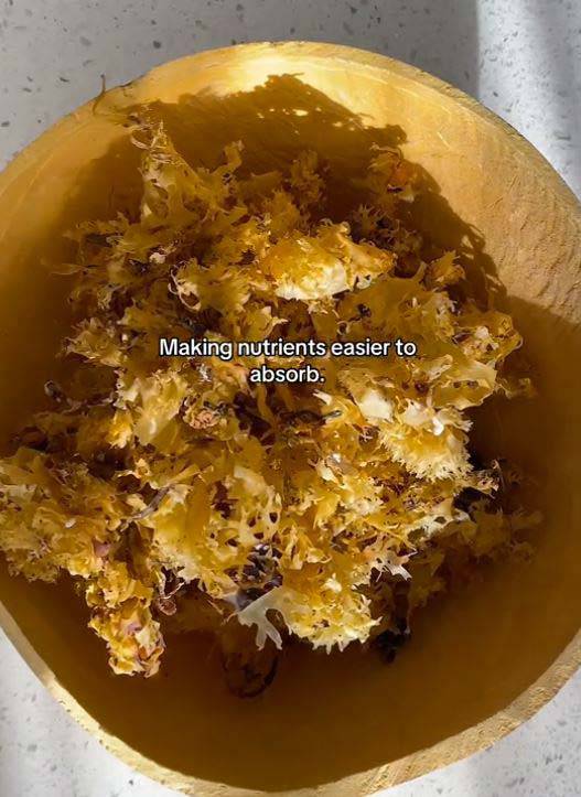 건조된 바다 이끼./사진=SNS 캡처