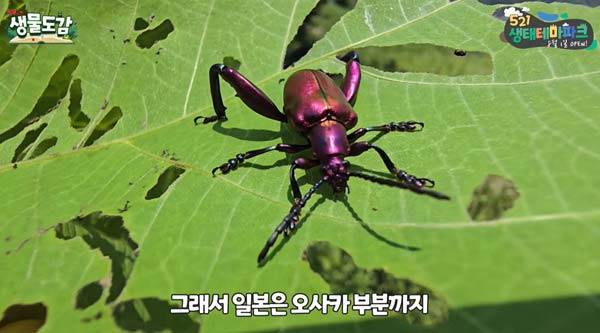 해충으로 분류되는 알통다리잎벌레의 일종이 국내에서 처음으로 발견됐다./사진=유튜브 채널 'TV생물도감' 캡처