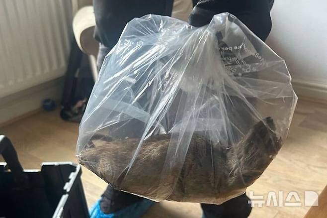 [뉴시스] 해충 방제 요원이 투명 비닐봉지에 담긴 초대형 쥐를 들고 있다. 이 쥐는 영국 노스 요크셔 지역 주택가에서 발견된 것으로, 코에서 꼬리까지 약 22인치(약 56cm)에 달하는 크기다. 2025.08.03. (사진=People)
