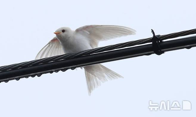 [서귀포=뉴시스] 우장호 기자 = 5일 오전 제주 서귀포시 대포동 인근 거리 전신주에 이소를 앞둔 흰색 제비가 날아와 앉아 있다. 2025.08.05. woo1223@newsis.com