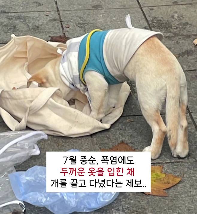 동물권단체 케어 SNS 갈무리