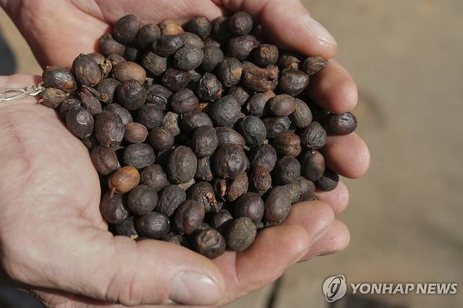 브라질 커피 콩 [AP 연합뉴스 자료사진. 재판매 및 DB 금지]