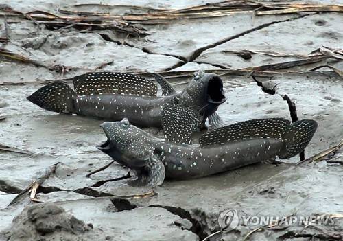 강진만의 짱뚱어     (강진=연합뉴스) 3일 오전 전남 강진군 강진읍 강진만생태공원 개펄에서 짱뚱어가 활동하고 있다. 탐진강과 강진만이 만나는 강진만생태공원은 26.2㎢ 갯벌과 0.66㎢ 바다갈대군락지가 펼쳐진 1천131종 생물의 서식처다. 2017.9.3 [전남 강진군 제공]
    hs@yna.co.kr (끝)