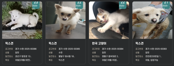 수원시동물보호센터가 입양 공고를 낸 유기 동물들. [사진=국가동물보호정보시스템 캡처]