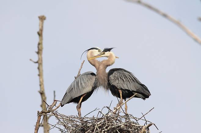 둥지에 핝은 한쌍의 왜가리의 목이 하트 모양을 만들어내고 있다. /National Park Service