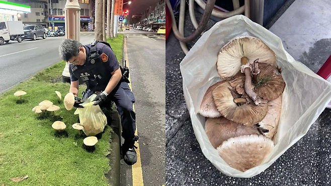 도심에 자란 대형버섯. [사진 = RWNews]