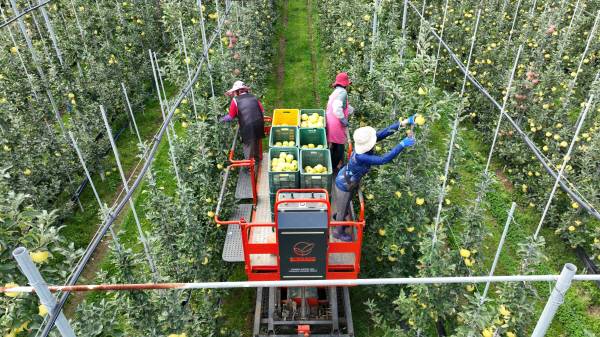 청송사과의 막강한 브랜드 파워로 청송군이 국내 여행객들이 가장 추천하는 농산물 여행지 1위에 올랐다. 사진은 청송사과 수확 모습.