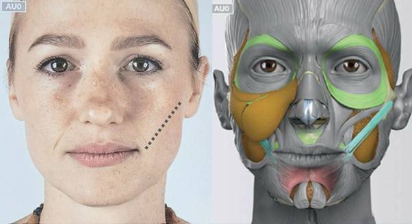 광대근의 위치가 볼살의 위치를 결정한다. [그림 - Anatomy Next]