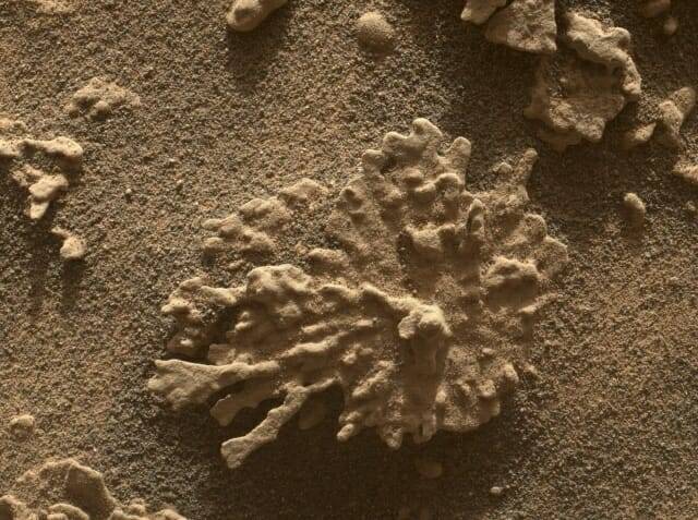큐리오시티가 지난 달 말 발견한 산호 모양의 바위 (출처= NASA/JPL-칼텍/MSSS)