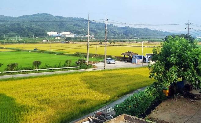 실수로 살포된 제초제에 누렇게 말라버린 벼. /사진=연합뉴스