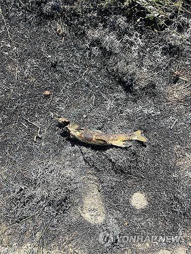 화재현장에서 발견된 물고기 [AFP=연합뉴스. 애슈크로프트 소방서 제공. 재판매 및 DB 금지]