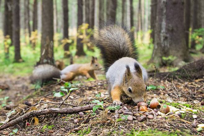 귀여운 다람쥐도 페스트(흑사병) 세균의 숙주가 될 수 있다. 집쥐 들쥐 다람쥐 등 설치류의 쥐벼룩을 통해 페스트균이 주로 감염된다. 이처럼 숙주동물이 아주 많은 데다 세균전까지 우려돼, 폐스트에 대한 공포가 아직도 사라지지 않고 있다. [사진=게티이미지뱅크]