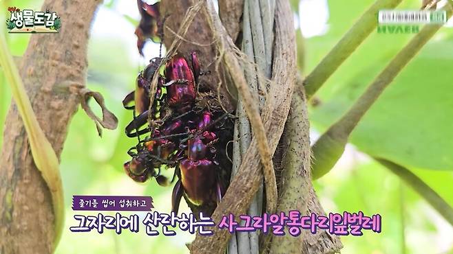 최근 국내 남해 일대에서 발견된 일명 ‘열대 보석곤충’. 한국 국명은 ‘다색캥거루잎벌레’다. 유튜브 ‘TV생물도감’ 화면 갈무리.