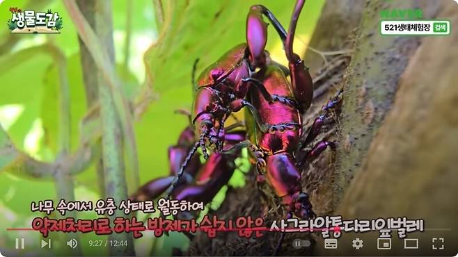 유튜브 ‘TV생물도감’ 화면 갈무리.