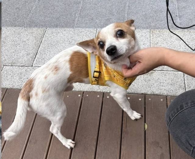 학대 피해 강아지 '사군이'. 연합뉴스