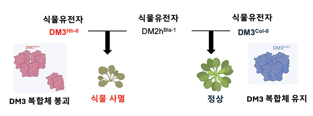 DM3 단백질 복합체 붕괴 시 식물 자가면역 유발 메커니즘